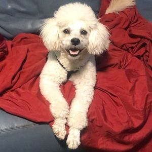 Meet your Posher, Jordan